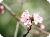 EOS　KISS　X2で撮影した桜
