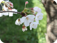 EOS　KISS　X2で撮影した桜