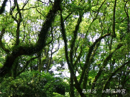 熱田神宮の木々を見上げて撮影した写真