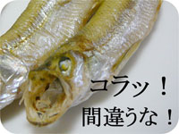 北海道・阿部水産のししゃも（柳葉魚）のオス