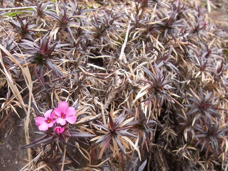 熊野古道の小さな花