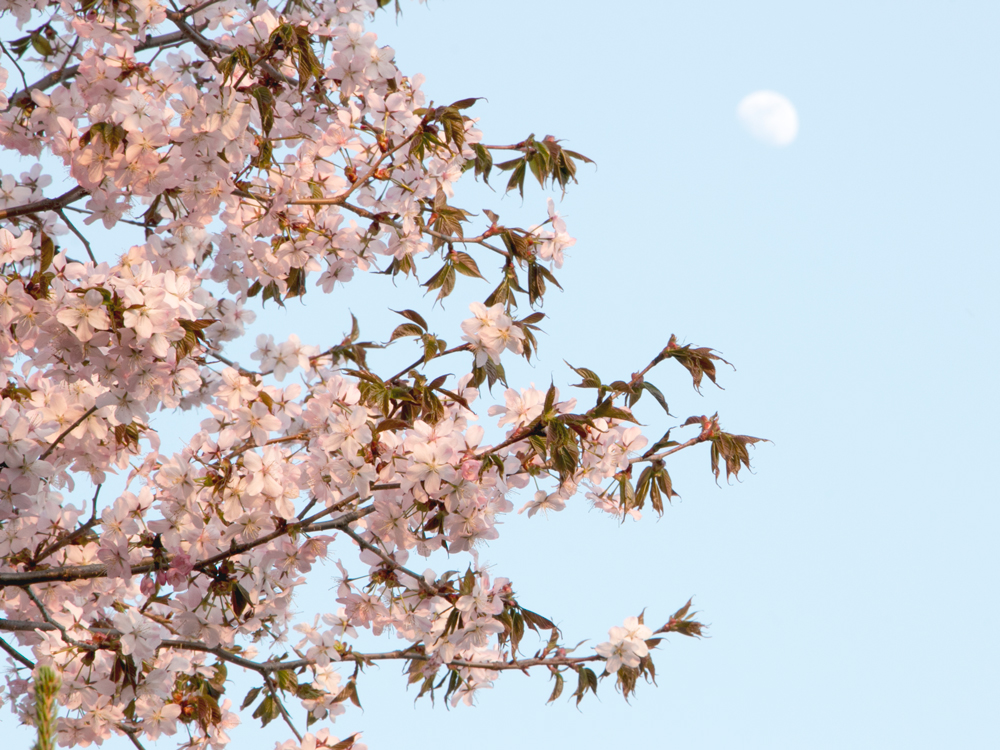 北海道の5 6月は花々が一斉に咲く のんびり旅行に向く季節 ちいつもblog