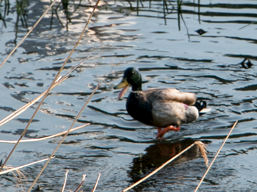 住宅街の川で水遊びする鴨