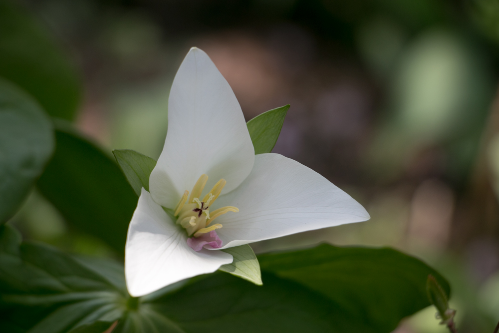 旭川の白い花