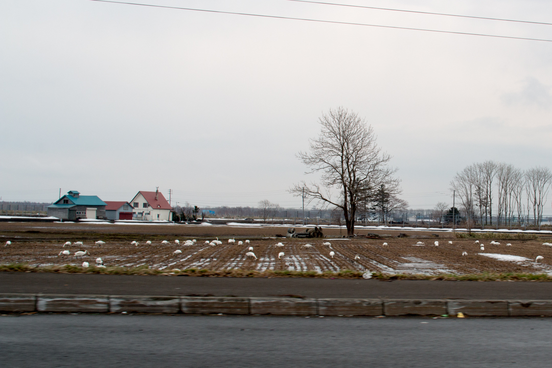 北へ帰る白鳥の群れが雪解けした田畑で食事中でしたの一枚目の画像